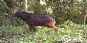 Assam: Raimona National Park records first photograph of mainland Serow