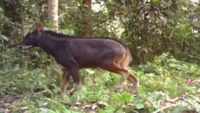 Assam: Raimona National Park records first photograph of mainland Serow