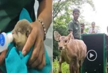 Assam Forest Dept. & IFAW-WTI Embark on Rescue Mission to Aid Displaced Wildlife Amidst Kaziranga Floods
