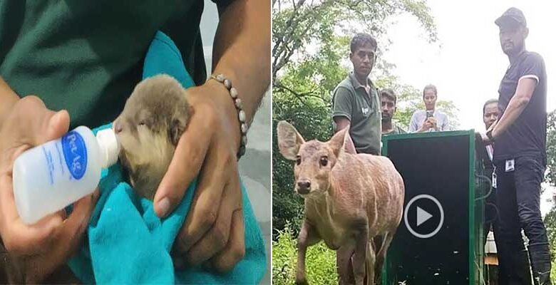 Assam Forest Dept. & IFAW-WTI Embark on Rescue Mission to Aid Displaced Wildlife Amidst Kaziranga Floods