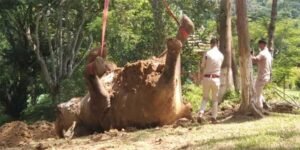 Assam: Numaligarh refinery executives arrested for burying wild female elephant