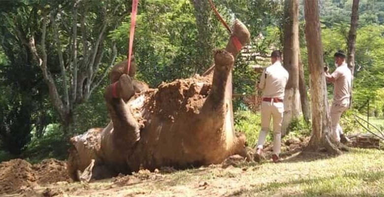 Assam: Numaligarh refinery executives arrested for burying wild female elephant