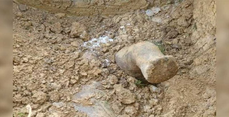 Assam: Aaranyak expresses concern over ‘illegal’ disposal of elephant carcass inside NRL campus