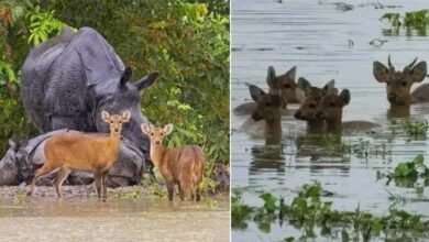 Assam floods: 8 animals killed in Kaziranga, 44 rescued