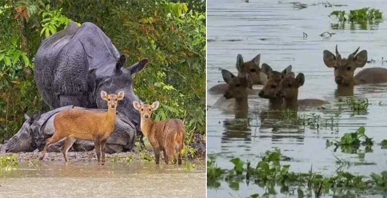 Assam floods: 8 animals killed in Kaziranga, 44 rescued