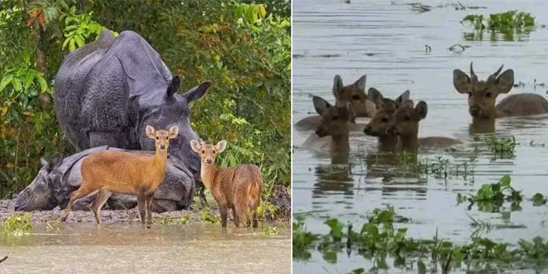 Assam Floods 8 Animals Killed In Kaziranga 44 Rescued Assam Floods 8 Animals Killed In Kaziranga 44 Rescued