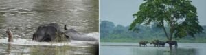 Assam floods: 8 animals killed in Kaziranga, 44 rescued