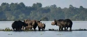 Assam flood: 11.5 lakh people in 23 districts affected