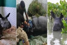 Assam CM lauds Kaziranga frontline forest staff for saving stranded Rhino calf from flood waters