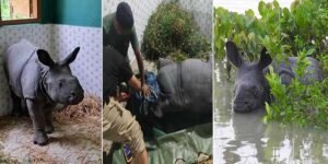 Assam CM lauds Kaziranga frontline forest staff for saving stranded Rhino calf from flood waters