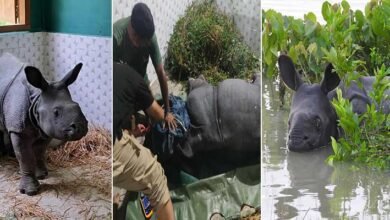 Assam CM lauds Kaziranga frontline forest staff for saving stranded Rhino calf from flood waters