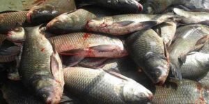 Avoid consuming fish produced using urea by 'Miya Muslims'; Assam CM