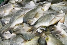 Avoid consuming fish produced using urea by 'Miya Muslims'; Assam CM