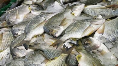 Avoid consuming fish produced using urea by 'Miya Muslims'; Assam CM