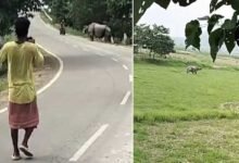 Assam: Man dies after allegedly being attacked by Rhino at Pobitora WS
