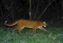 Assam: Presence of ‘Asiatic golden cat’ reconfirmed in Manas National park