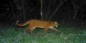 Assam: Presence of ‘Asiatic golden cat’ reconfirmed in Manas National park
