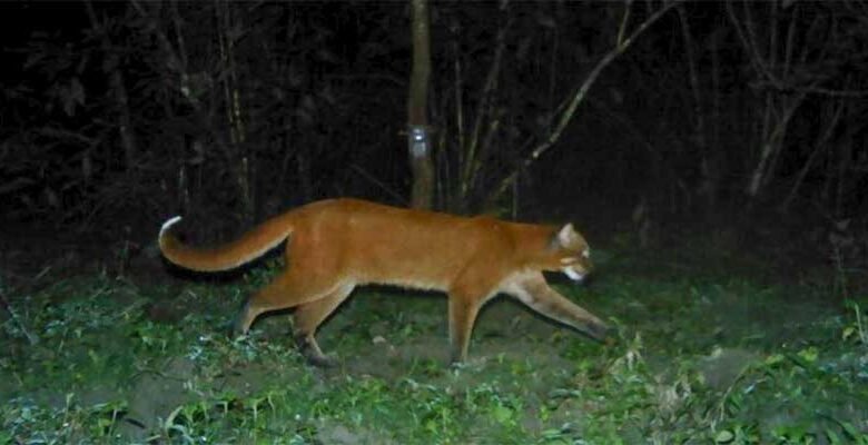 Assam: Presence of ‘Asiatic golden cat’ reconfirmed in Manas National park