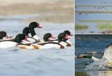 Assam: Aaranyak calls upon people to safeguard migratory birds