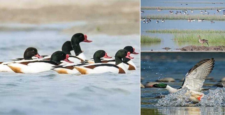 Assam: Aaranyak calls upon people to safeguard migratory birds