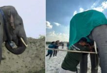 Assam: Elephant radio collared in Baksa Forest