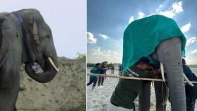 Assam: Elephant radio collared in Baksa Forest