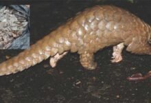 Manipur : 4kg of Rare Pangolin Scales seized by Forest Dept in Imphal
