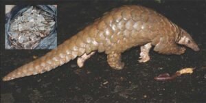 Manipur : 4kg of Rare Pangolin Scales seized by Forest Dept in Imphal