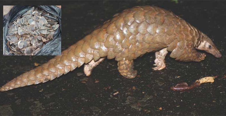 Manipur : 4kg of Rare Pangolin Scales seized by Forest Dept in Imphal