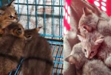 KAZIRANGA- Three jungle cat kittens were found in the backyard of a villager’s house in the Chapanala area of Nagaon territorial Division of Assam.