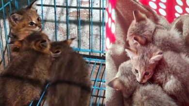 KAZIRANGA- Three jungle cat kittens were found in the backyard of a villager’s house in the Chapanala area of Nagaon territorial Division of Assam.