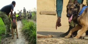 Assam: K9 dog squad offering invaluable support to Forest dept in tracking suspects involved in wildlife crime in rhino bearing areas