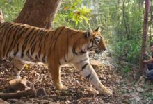 Assam: Three-fold Increase in Tiger number in Manas National park
