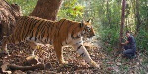 Assam: Three-fold Increase in Tiger number in Manas National park