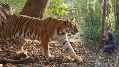 Assam: Three-fold Increase in Tiger number in Manas National park