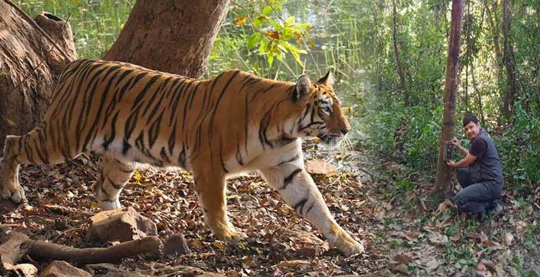 Assam: Three-fold Increase in Tiger number in Manas National park