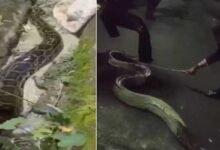 Assam: 100-kg python found near girls hostel at Assam University