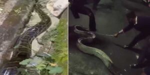 Assam: 100-kg python found near girls hostel at Assam University