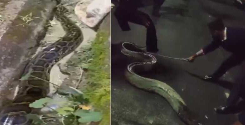 Assam: 100-kg python found near girls hostel at Assam University