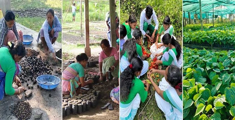 Assam: Community-driven nursery aids habitat restoration for elephants