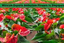Mizoram Exports First Consignment of Anthurium Flowers to Singapore, Boosting India’s Floriculture Potential