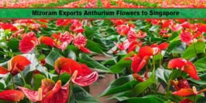Mizoram Exports First Consignment of Anthurium Flowers to Singapore, Boosting India’s Floriculture Potential