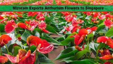 Mizoram Exports First Consignment of Anthurium Flowers to Singapore, Boosting India’s Floriculture Potential