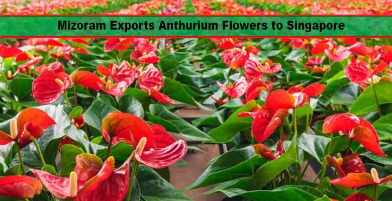 Mizoram Exports First Consignment of Anthurium Flowers to Singapore, Boosting India’s Floriculture Potential