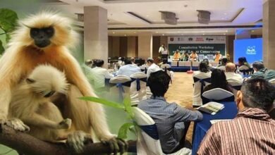 Assam: Experts collaborate to devise strategies for the conservation of the Golden Langur in Bongaigaon