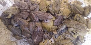 Assam: RPF Rescues 450 Live Frogs at Silchar Railway Station during Special Drive