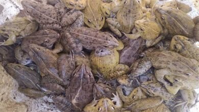 Assam: RPF Rescues 450 Live Frogs at Silchar Railway Station during Special Drive