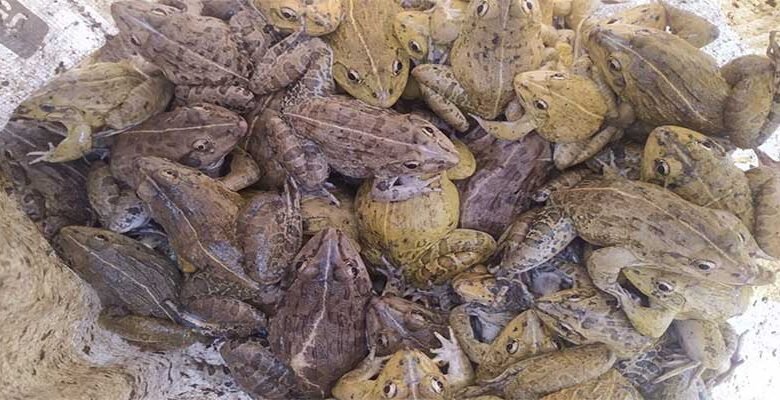 Assam: RPF Rescues 450 Live Frogs at Silchar Railway Station during Special Drive