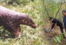 Manipur: A Landmark Victory for Pangolin Conservation in Kangpokpi dist