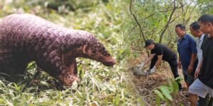 Manipur: A Landmark Victory for Pangolin Conservation in Kangpokpi dist
